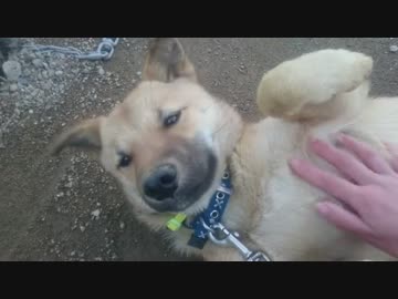 寝そうで寝ない、たまに寝る子犬