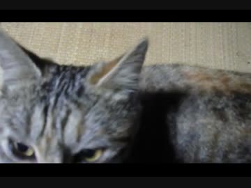 【ぬこ】マロンちゃんがグルグル言うだけ