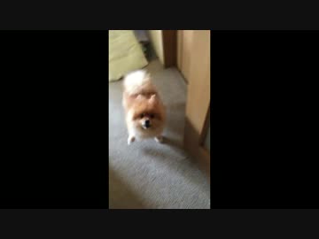 ポメラニアン、扉に怒る。