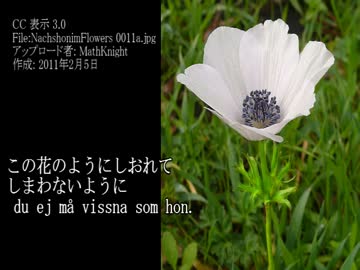 【初音ミク】シベリウス：OP88-3白いアネモネVitsippan