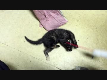 　猫じゃらしに夢中になりすぎた結果・・・