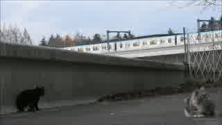 猫たちと仙台市地下鉄東西線（西公園）2015-11-29