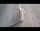 吾輩は逆立ちである