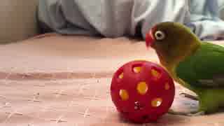 我が物顔で布団を占拠するインコ