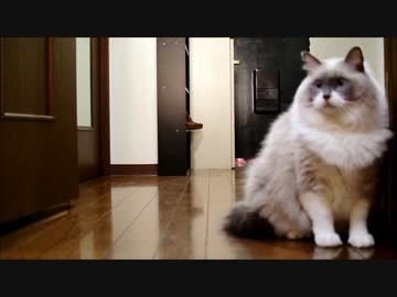 謎の技を使う猫