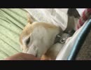 甘える愛犬の様子