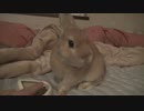 かりかり関根さん(うさぎ)