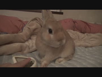 かりかり関根さん(うさぎ)