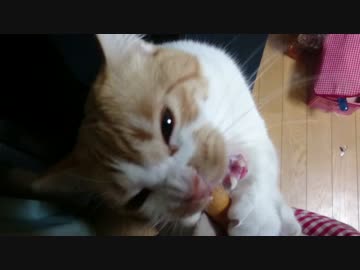 変顔ねこ_その2