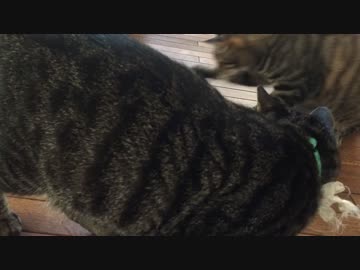 オモチャを独り占めしたい猫