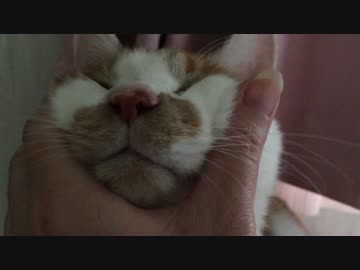猫、小顔メソッド