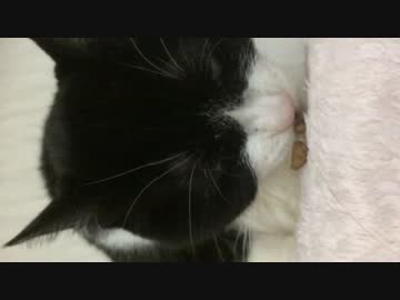 猫の食事、スロー