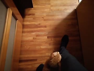 お猫樣の戯れ