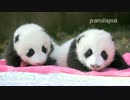 20151125 慶賀（チンフー）の双子初めての日光浴。