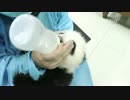 2015年11月28日中継のハイライト 慶賀（チンフー）の双子兄はミルクを飲む。