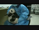 2015年11月28日中継のハイライト 飼育員さんは慶賀（チンフー）の双子弟の体温を測る。