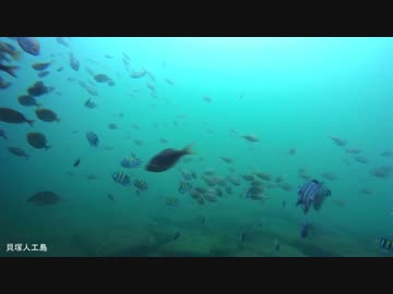 水中カメラ沈めてみた113　貝塚人工島の水中映像　すごい魚