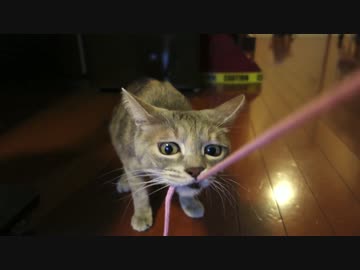 【モアクリ】 ひも遊び（激）