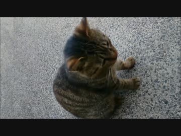 野良猫課長.mp4