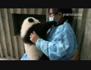 2015年11月28日中継のハイライト 飼育員さんは小Y頭（シャオヤートゥ）の双子弟の体温を測る。