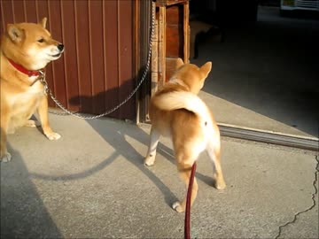 そらちゃんとしんちゃんの出会い