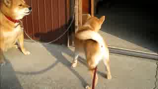 そらちゃんとしんちゃんの出会い
