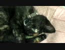 【癒し】「スヤァスヤァ・・・」 子猫の成長日記