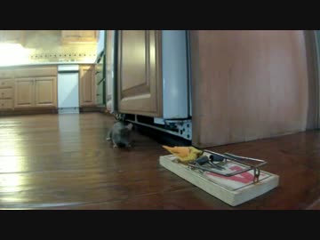 ホモと学ぶネズミvsネズミ捕り(現実)