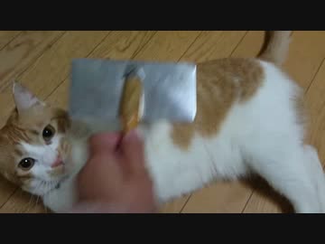 じゃれてブラッシングを拒否する猫