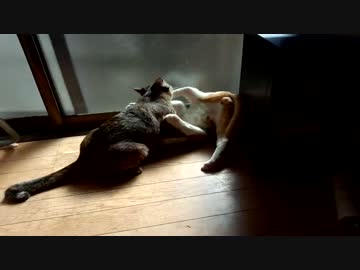 真剣になりすぎてωモロ出しの猫