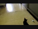 【癒し】「超興奮！！」 子猫の成長日記