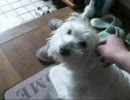 愛犬