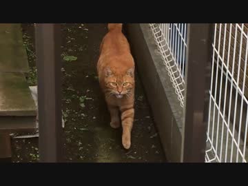 【傷有閲覧注意】失踪茶トラ猫、意外な場所で発見される