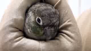 ウロコインコ：チビハル【おにぎりテント】