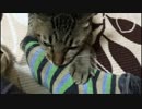 ぼんちゃん、アンパンマンに無慈悲なる猫キック(笑)