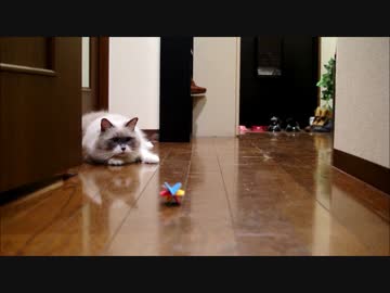 たぬことサッカーしたよ