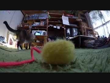 【前編】保護猫の里親探しでジャンくんは留守番　兄弟が必要？