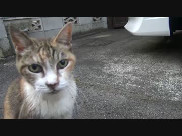 街の長老猫、その瞳を閉じる