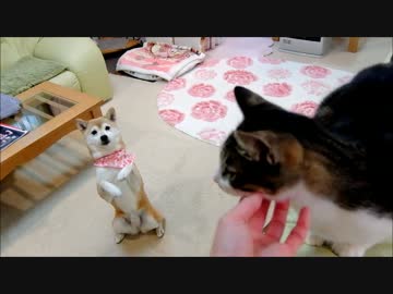 大興奮で遊ぶ柴犬たちとビックリ猫