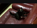 【癒し】「シッポの毛がぁぁぁ」 子猫の成長日記