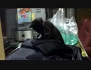 【癒し】「一人遊びが上手」 子猫の成長日記