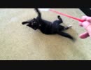 【癒し】「猫じゃらし」 子猫の成長日記
