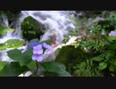 【エルム凪×EtherRyo】 観音水のテーマ 【ヒーリング音楽】