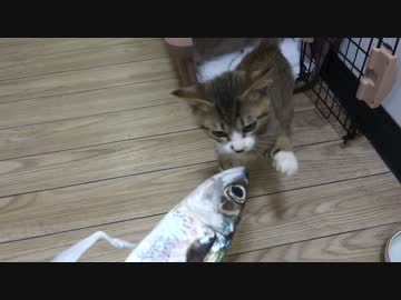 アウトドアをやろう！「釣った鯖でジャーキー食べるぞ」 in 八丈島