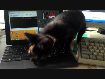 【癒し】「私の側に来て・・・」 子猫の成長日記