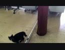【癒し】「今日のあずき」 子猫の成長日記