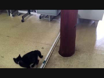【癒し】「今日のあずき」 子猫の成長日記