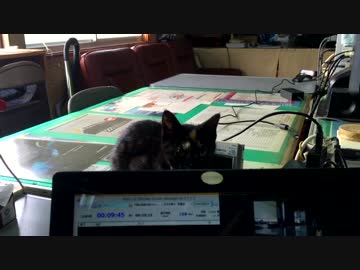 【癒し】「いたずらっ子あず」 子猫の成長日記