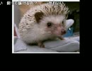 うんこちゃん　「。」　6/10