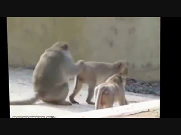 サルと遊ぶネコ